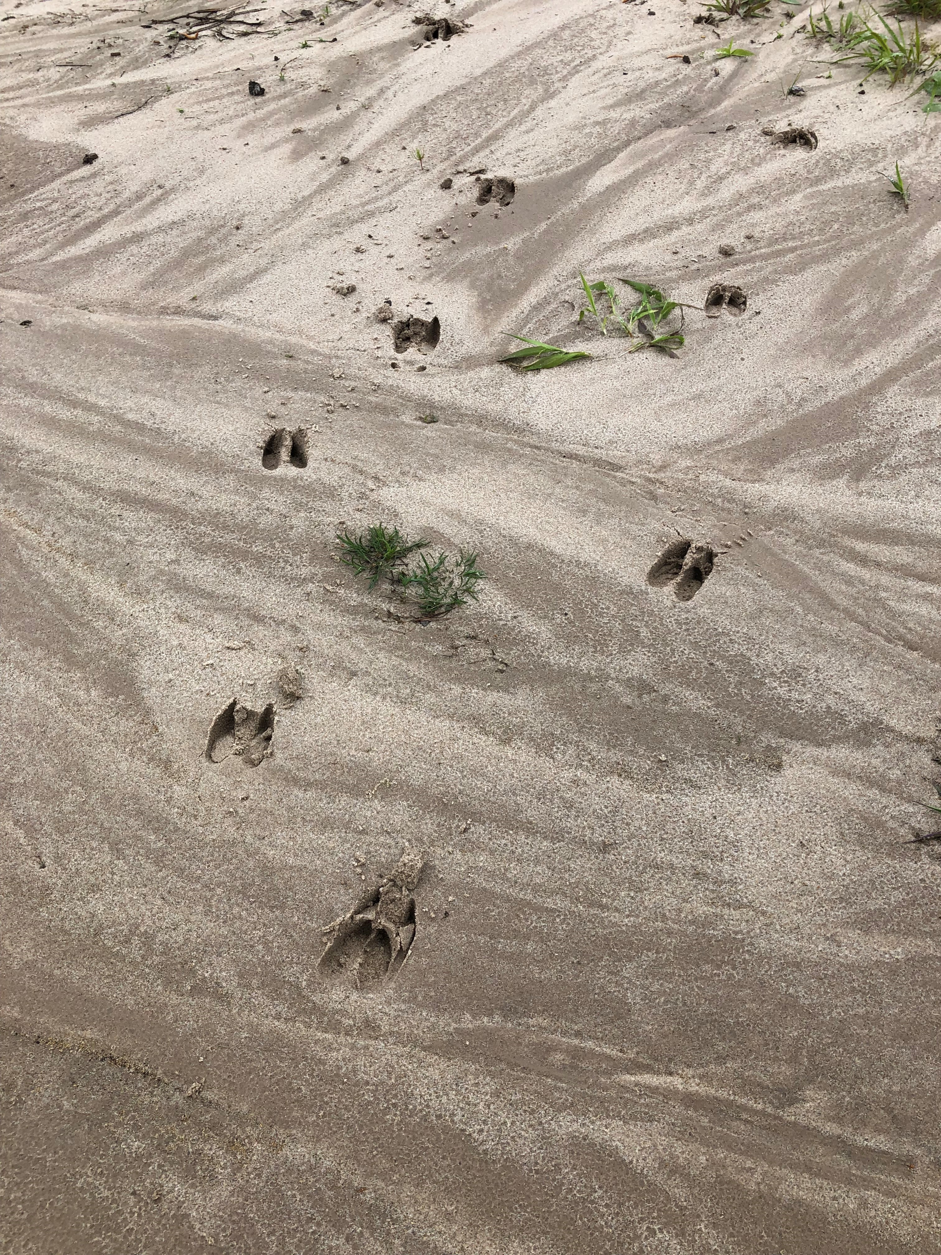 deer tracks in the sand